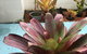 Black Marlin Motel - thumb 17