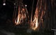 Pandanus Coolum Beach - thumb 10