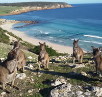 Waves  Wildlife Cottages Kangaroo Island - Food Delivery Shop