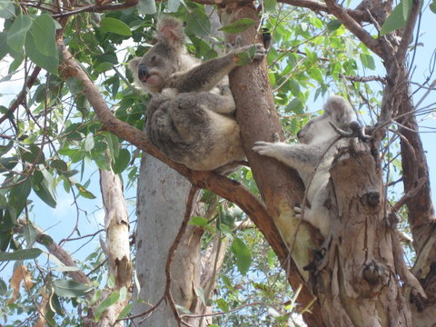 Magnetic Island Bed And Breakfast - Food Delivery Shop 17