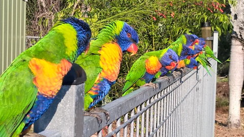 Magnetic Island Bed And Breakfast - Food Delivery Shop 6