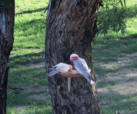 A Stanthorpe Getaway - Food Delivery Shop 2