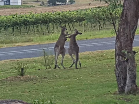A Stanthorpe Getaway - Food Delivery Shop 3