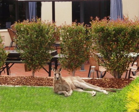 Alpha Hotel Canberra - Food Delivery Shop 1