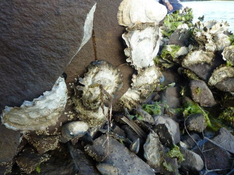 Oyster Shack - Food Delivery Shop 3