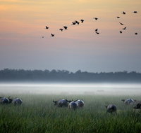 Bamurru Plains - Food Delivery Shop