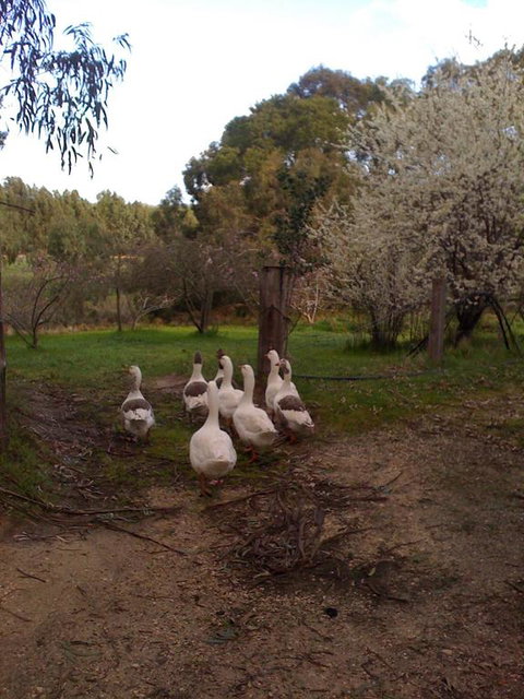 Bellbrae Harvest - Food Delivery Shop 3
