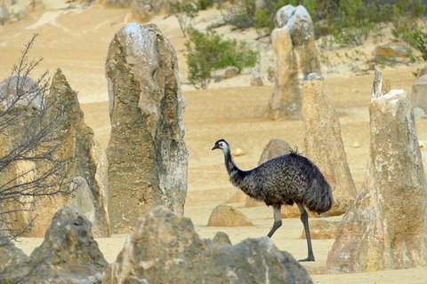 Private, Luxury Pinnacles Tour: Stargazing, Sand-boarding & Sightseeing - Food Delivery Shop 5