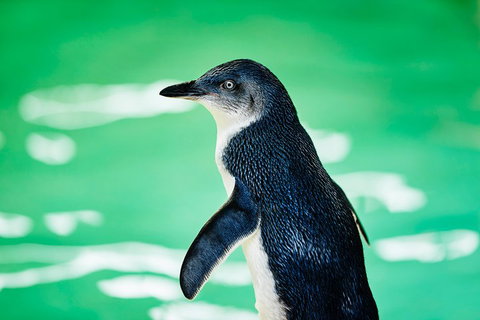Penguin Island And Fremantle - Canoe, Chocolate & Coffee - Food Delivery Shop 4