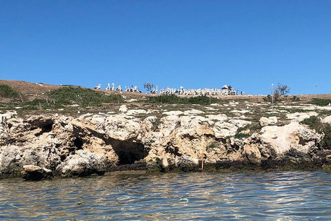 Penguin Island And Fremantle - Canoe, Chocolate & Coffee - Food Delivery Shop 5