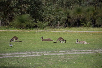 Yanchep  Lancelin - Wildlife Cave And Sands