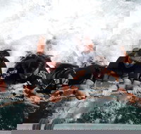 Cruise in Moreton Bay Marine Park and Moreton Island - Pet Food Australia