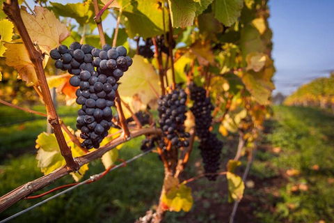 Full Day Tamar Valley Wine Tour - Food Delivery Shop 0