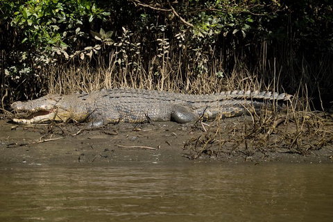 5-Day Best Of Cairns With Daintree, Kuranda, And Great Barrier Reef - Food Delivery Shop 5