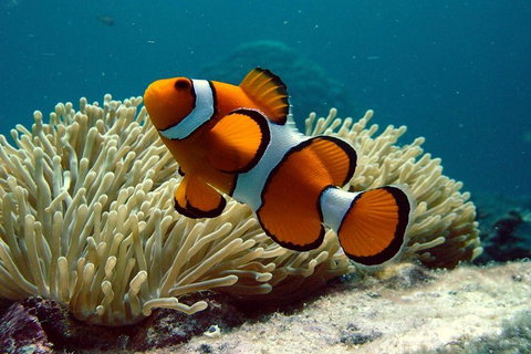 Cairns Reef And Rainforest Combo: Daintree Rainforest And The Great Barrier Reef - Food Delivery Shop 2