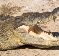 4-Day Cairns Ultimate Combo Daintree Rainforest Reef Kuranda  Paronella Park - Food Delivery Shop