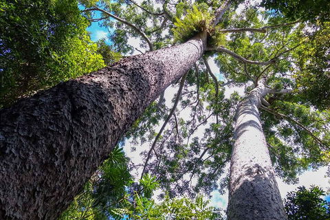 Paronella Park And Millaa Millaa Falls Full-day Tour From Cairns - Food Delivery Shop 1