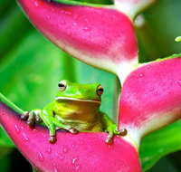 Cape Tribulation Mossman Gorge and Daintree Rainforest Premium Day Tour - Food Delivery Shop