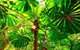 Private Daintree National Park Day Tour From Cairns Including Cape Tribulation And Mossman Gorge - thumb 3