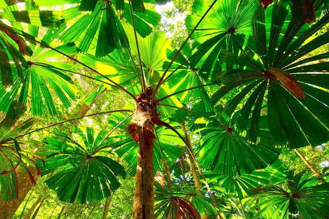 Private Daintree National Park Day Tour From Cairns Including Cape Tribulation And Mossman Gorge - Food Delivery Shop 3