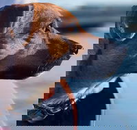 1.5-Hour Boat Rental in Melbourne - Food Delivery Shop