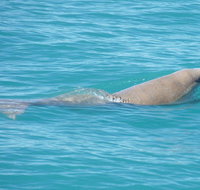 Snubfin Dolphin Eco Cruise from Broome - Food Delivery Shop