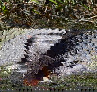 Full Day Tour in the Daintree - Food Delivery Shop