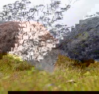 3-Day Cradle Mountain Photography Workshop - Pet Food Australia