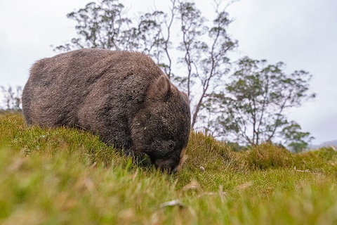 3-Day Cradle Mountain Photography Workshop - Food Delivery Shop 0