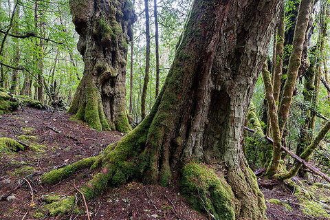 3-Day Cradle Mountain Photography Workshop - Food Delivery Shop 1