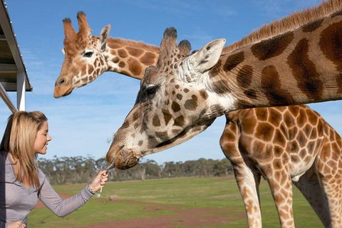 Melbourne City Card (2 Days): Visit Unlimited Attractions! - Food Delivery Shop 1