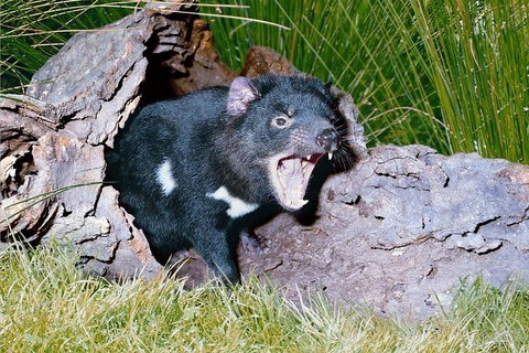 Private Blue Mountains Tour With Kangaroo And Koala Experience - Food Delivery Shop 0