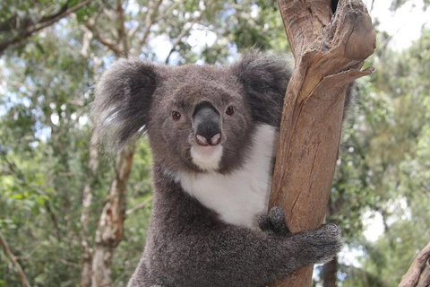 Private Blue Mountains Tour With Kangaroo And Koala Experience - Food Delivery Shop 2