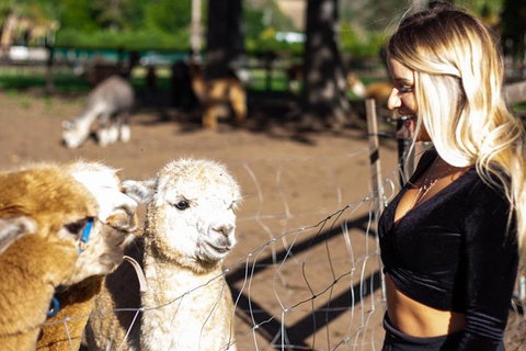 O'Reilly's & Lamington National Park Incl. Alpaca Farm + Vineyard - Food Delivery Shop 3