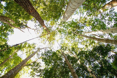 Fraser Island 4WD Tour From Noosa - Food Delivery Shop 0