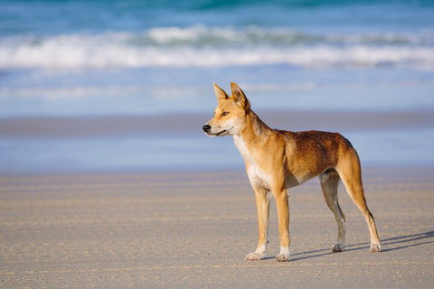 Fraser Island 4WD Tour From Noosa - Food Delivery Shop 5