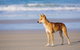 Fraser Island 4WD Tour From Rainbow Beach - thumb 2