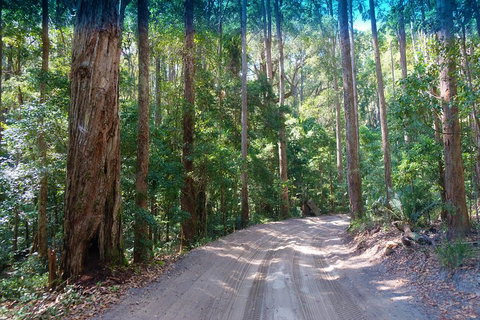 Fraser Island 4WD Tour From Rainbow Beach - Food Delivery Shop 4