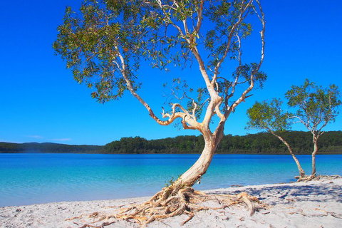 Fraser Island 4WD Tour From Rainbow Beach - Food Delivery Shop 5