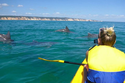Kayak With Dolphins And 4WD Great Beach Drive Day Trip From Noosa - Pet Food Australia 1