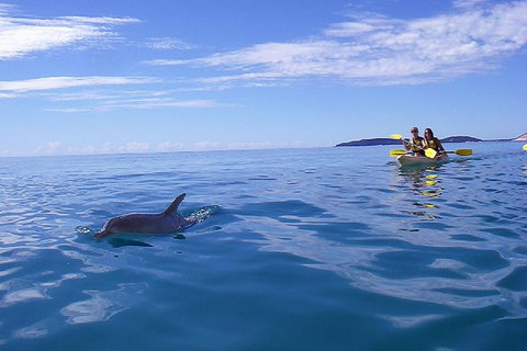 Kayak With Dolphins And 4WD Great Beach Drive Day Trip From Noosa - Pet Food Australia 2