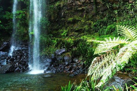 Private Tour - Rainforest & Waterfalls Extravaganza - Food Delivery Shop 1