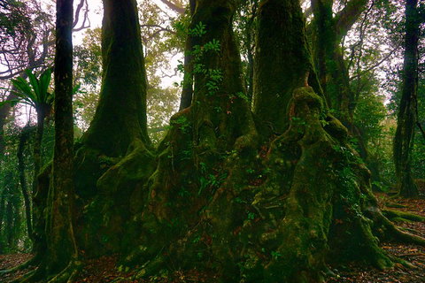 Private Tour - Rainforest & Waterfalls Extravaganza - Food Delivery Shop 5