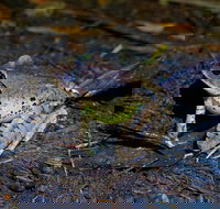 Glow Worms Private Tour - Nocturnal Rainforest Walk - Pet Food Australia