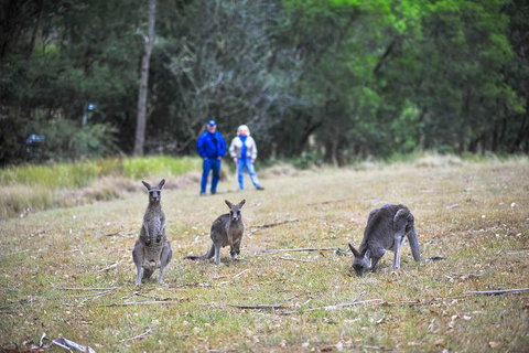 Private Blue Mountains And Winery Day-Trip From Sydney - Pet Food Australia 5
