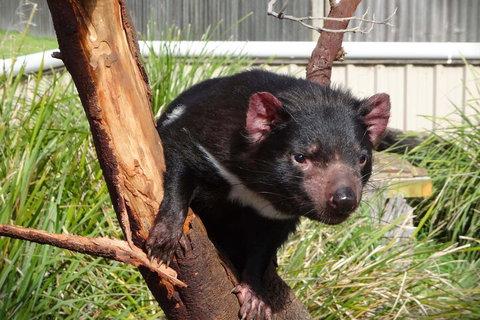 6-Day Tasmania Small-Group Guided Tour With Gourmet Food - Food Delivery Shop 1