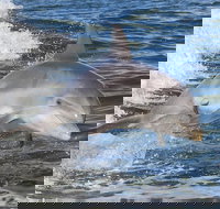 Noosa Oceanrider Scenic Dolphin Safari - Pet Food Australia