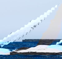 2-Hour Guided Whale Watching Tour at Noosa - Pet Food Australia