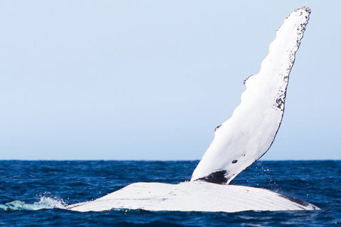 2-Hour Guided Whale Watching Tour At Noosa - Pet Food Australia 0