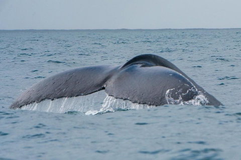 2-Hour Guided Whale Watching Tour At Noosa - Pet Food Australia 1